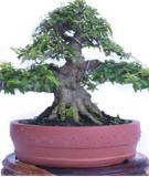 Hướng dẫn kỹ thuật tạo hình và chăm sóc bonsai