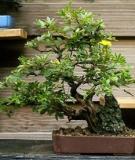 Hướng dẫn các yêu cầu phân bón cho cây bonsai