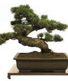 Cách phân loại bonsai