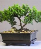 Hướng dẫn các phong cách chơi Bonsai