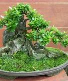 Cách tạo rêu cho cây bonsai và trên đá