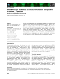 Báo cáo khoa học: Mixed lineage leukemia: a structure–function perspective of the MLL1 protein