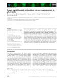 Báo cáo khoa học: Sugar signalling and antioxidant network connections in plant cells