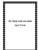  Kỹ thuật sinh sản nhân tạo Cá Lóc
