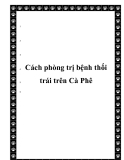  Cách phòng trị bệnh thối trái trên Cà Phê