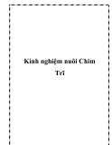 Kinh nghiệm nuôi Chim Trĩ