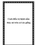 Cách điều trị bệnh nấm thủy mi trên cá Lóc giống