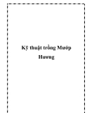 Kỹ thuật trồng Mướp Hương