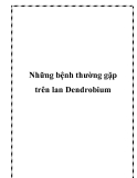 Những bệnh thường gặp trên lan Dendrobium