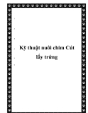 Kỹ thuật nuôi chim Cút lấy trứng