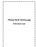 Những bệnh thường gặp trên hoa Lan