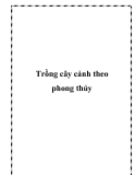 Trồng cây cảnh theo phong thủy