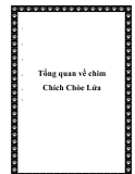  Tổng quan về chim Chích Chòe Lửa