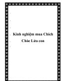  Kinh nghiệm mua Chích Chòe Lửa con