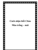 Cách nhận biết Chào Mào trống – mái