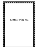  Kỹ thuật trồng Mía