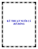 CÁC KỸ THUẬT NUÔI CÁ RÔ ĐỒNG