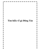 Tìm hiểu về gà Đông Tảo