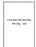 Cách phân biệt chim Họa Mi trống – mái