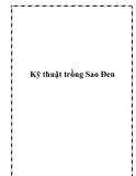 Kỹ thuật trồng Sao Đen