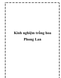 Kinh nghiệm trồng hoa Phong Lan