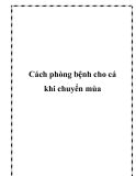 Cách phòng bệnh cho cá khi chuyển mùa