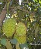 CÂY SẦU RIÊNG ( Durio Zibethinus Murr.-Bombacaceae)
