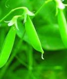 KỸ THUẬT TRỒNG ÐẬU HÀ LAN