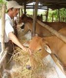 KỸ THUẬT CHĂN NUÔI BÒ THỊT GIA ĐÌNH