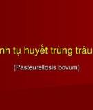 BỆNH TỤ HUYẾT TRÙNG (PASTEURELLOSIS) Ở TRÂU BÒ