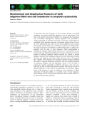 Báo cáo khoa học: Biochemical and biophysical features of both oligomer⁄ﬁbril and cell membrane in amyloid cytotoxicity