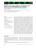 Báo cáo khoa học: Structure and function of human a-lactalbumin made lethal to tumor cells (HAMLET)-type complexes