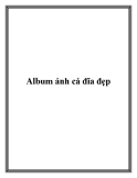 Album ảnh cá đĩa đẹp