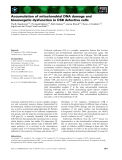 Báo cáo khoa học: Accumulation of mitochondrial DNA damage and bioenergetic dysfunction in CSB defective cells