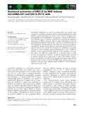 Báo cáo khoa học: Sustained activation of ERK1/2 by NGF induces microRNA-221 and 222 in PC12 cells