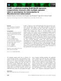 Báo cáo khoa học: CmtR, a cadmium-sensing ArsR–SmtB repressor, cooperatively interacts with multiple operator sites to autorepress its transcription in Mycobacterium tuberculosis