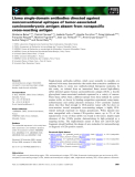Báo cáo khoa học: Llama single-domain antibodies directed against nonconventional epitopes of tumor-associated carcinoembryonic antigen absent from nonspeciﬁc cross-reacting antigen