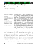 Báo cáo khoa học: Coq10, a mitochondrial coenzyme Q binding protein, is required for proper respiration in Schizosaccharomyces pombe