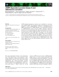 Báo cáo khoa học: cGMP-dependent protein kinase II and aldosterone secretion