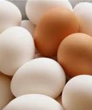 Cho trẻ ăn trứng – Bao nhiêu là đủ?