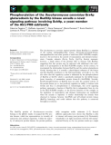 Báo cáo khoa học: Phosphorylation of the Saccharomyces cerevisiae Grx4p glutaredoxin by the Bud32p kinase unveils a novel signaling pathway involving Sch9p, a yeast member of the Akt / PKB subfamily