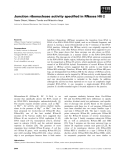 Báo cáo khoa học: Junction ribonuclease activity speciﬁed in RNases HII⁄2 Naoto Ohtani, Masaru Tomita and Mitsuhiro Itaya