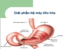 Giải phẫu bộ máy tiêu hóa