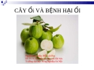 CÂY Ổi VÀ BỆNH HẠI ỔI