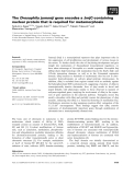 Báo cáo khoa học: The Drosophila jumonji gene encodes a JmjC-containing nuclear protein that is required for metamorphosis