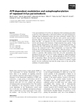 Báo cáo khoa học: ATP-dependent modulation and autophosphorylation of rapeseed 2-Cys peroxiredoxin