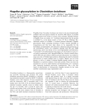 Báo cáo khoa học: Flagellar glycosylation in Clostridium botulinum