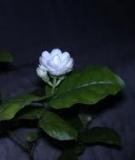 Kỹ thuật chỉnh cân bằng trắng (white balance)