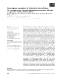 Báo cáo khoa học: Homologous expression of a bacterial phytochrome The cyanobacterium Fremyella diplosiphon incorporates biliverdin as a genuine, functional chromophore