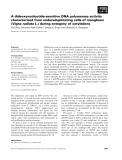 Báo cáo khoa học: A dideoxynucleotide-sensitive DNA polymerase activity characterized from endoreduplicating cells of mungbean (Vigna radiata L.) during ontogeny of cotyledons